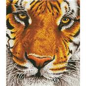 KIT BRODERIE DIAMANT - LE TIGRE DU BENGALE 