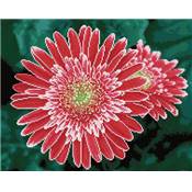 KIT BRODERIE DIAMANT SQUARES - PINK GERBERAS